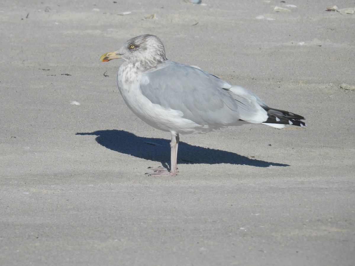 American Herring Gull - ML646027634