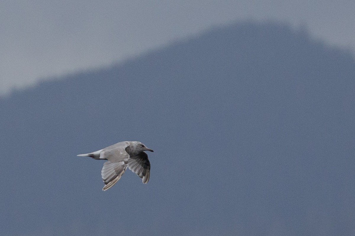 Glaucous-winged Gull - ML646027641