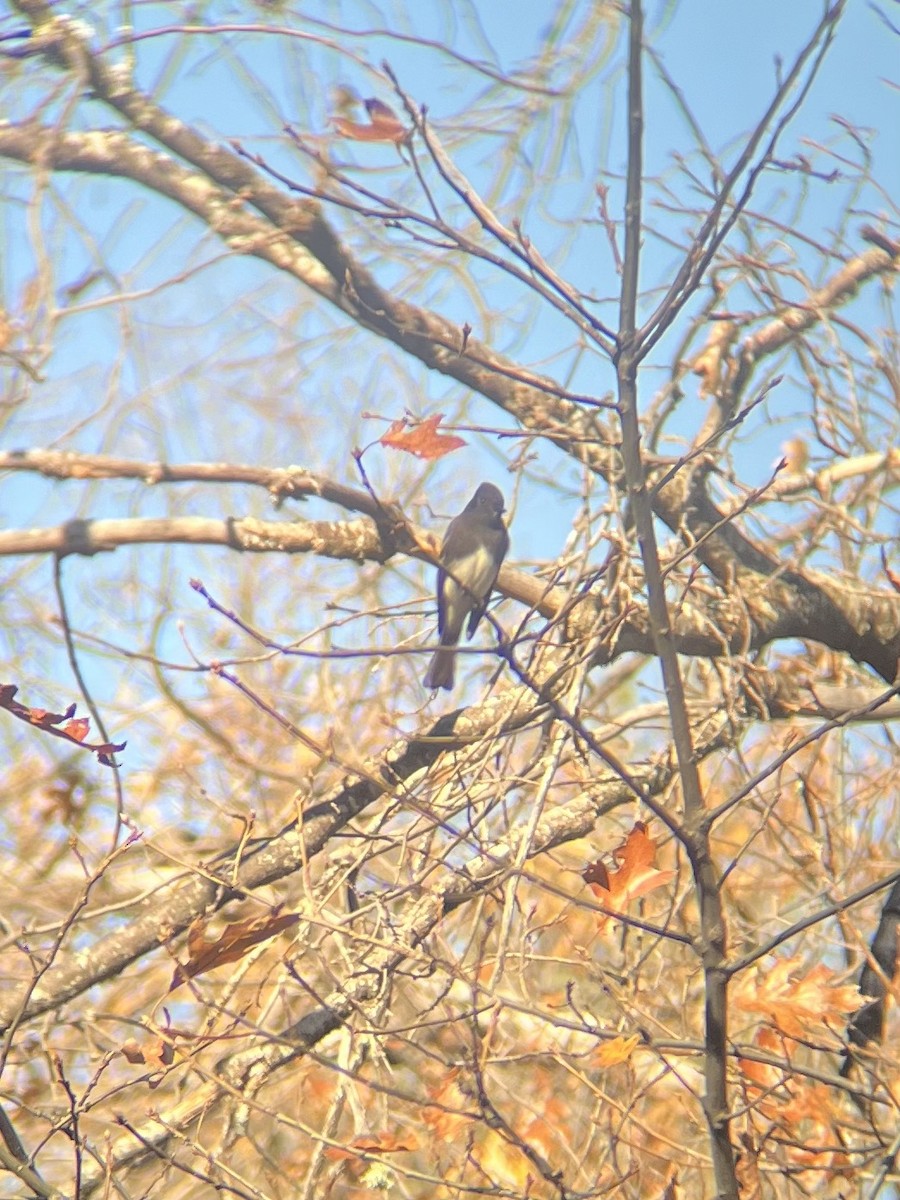 Black Phoebe - ML646027643