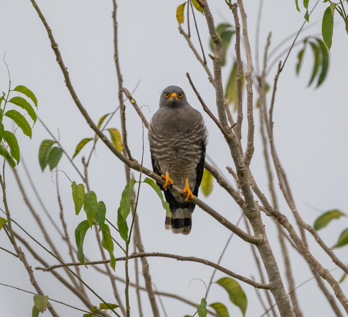 Roadside Hawk - ML646027646