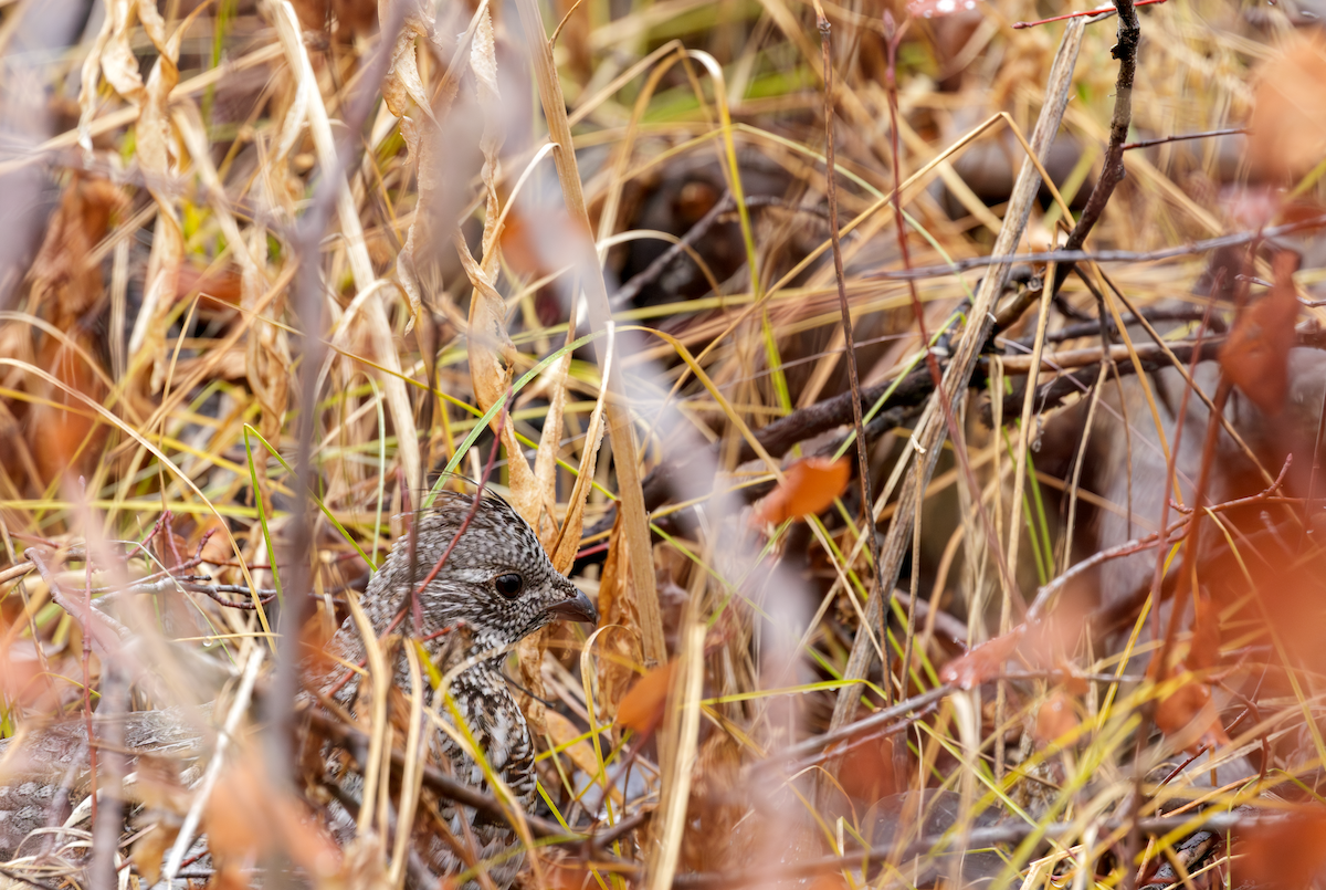 jeřábek kanadský - ML646027647