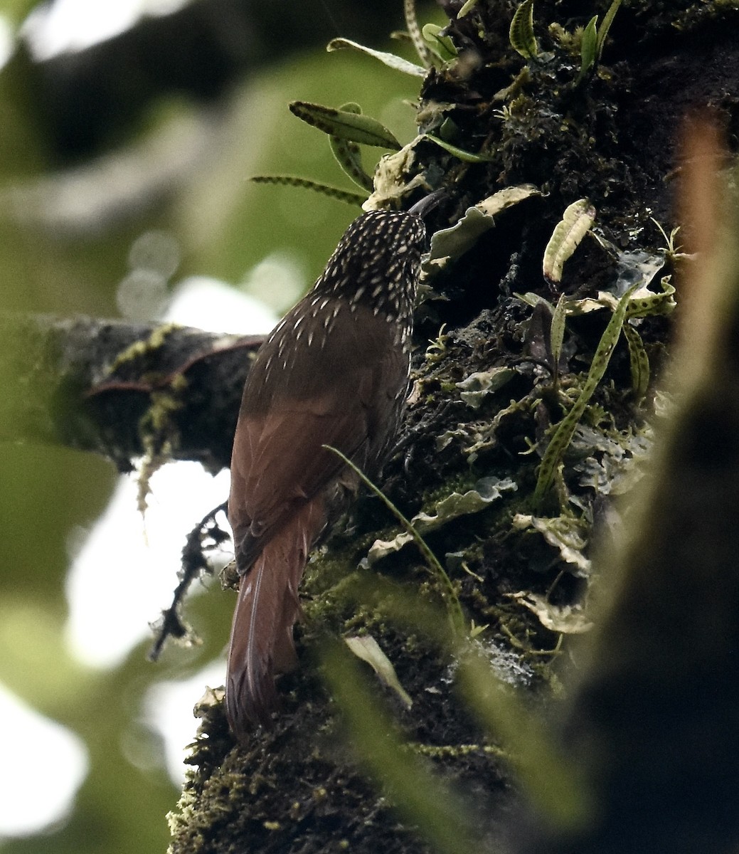 Cocoa Woodcreeper - ML646027649