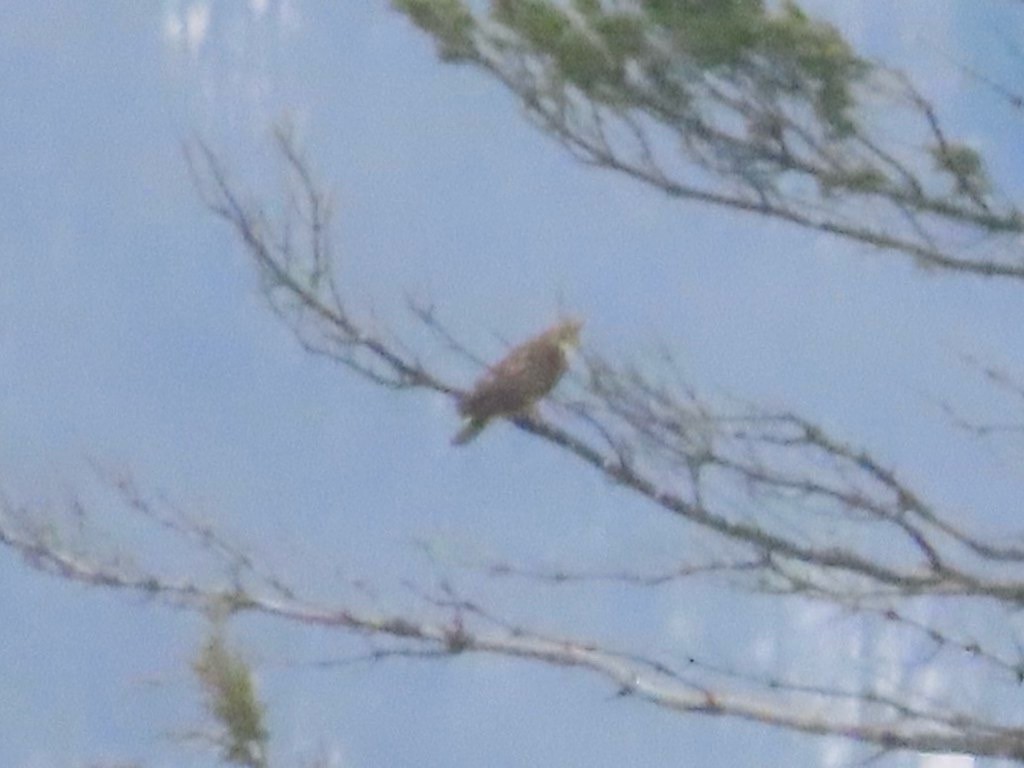 сар - ML646027655