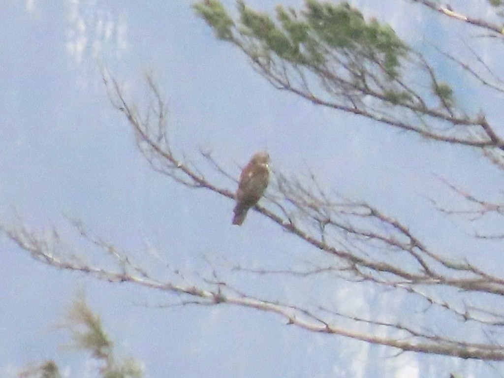 сар - ML646027657