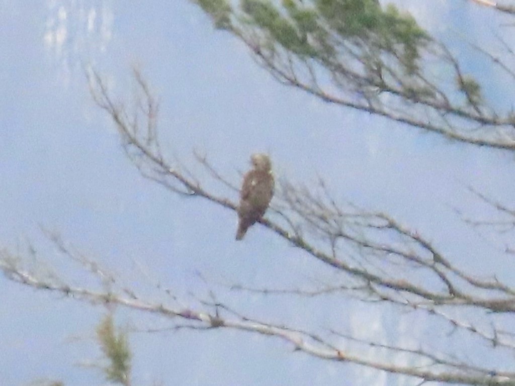 сар - ML646027658