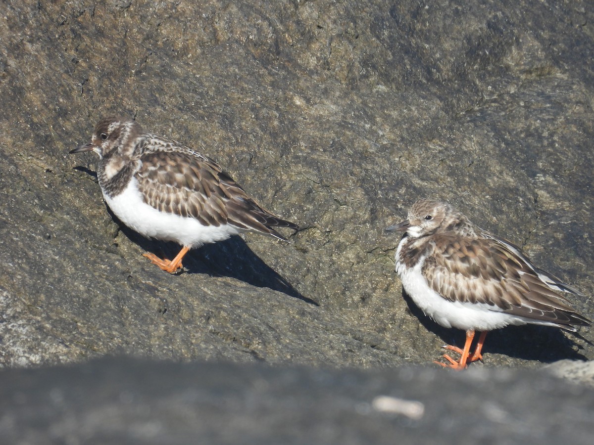 Ruddy Turnstone - ML646027660