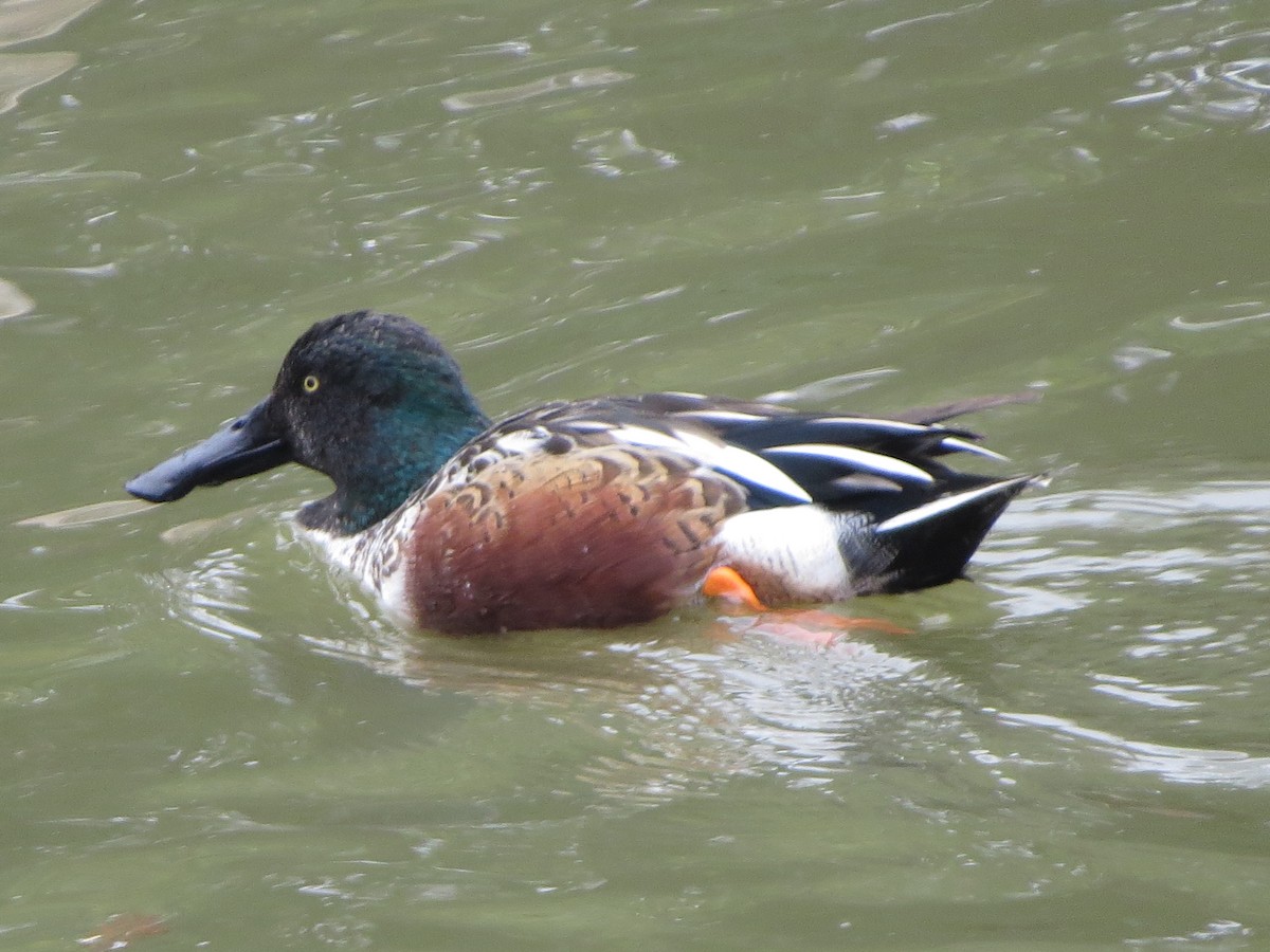 Kaşıkgaga - ML646027663