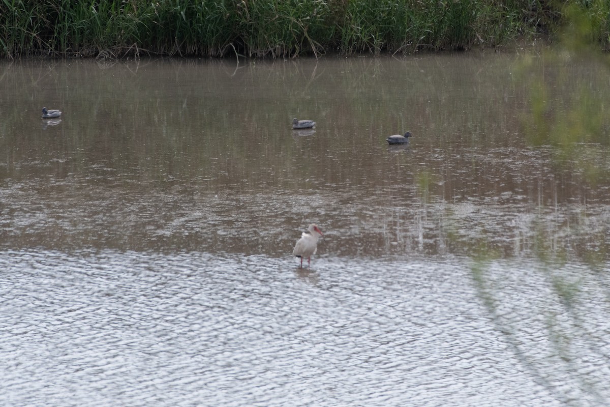 Ібіс білий - ML646027670