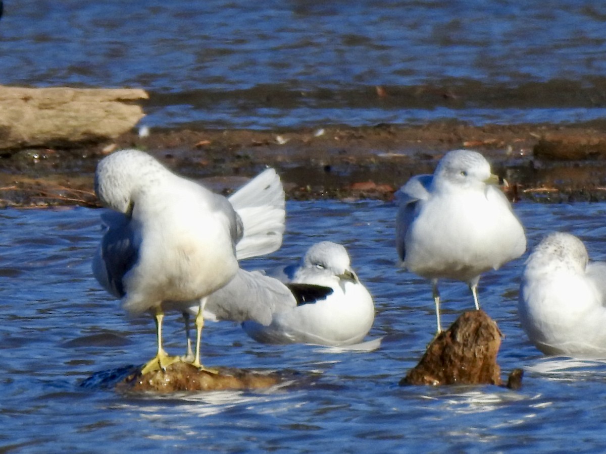 Gaviota de Delaware - ML646027675