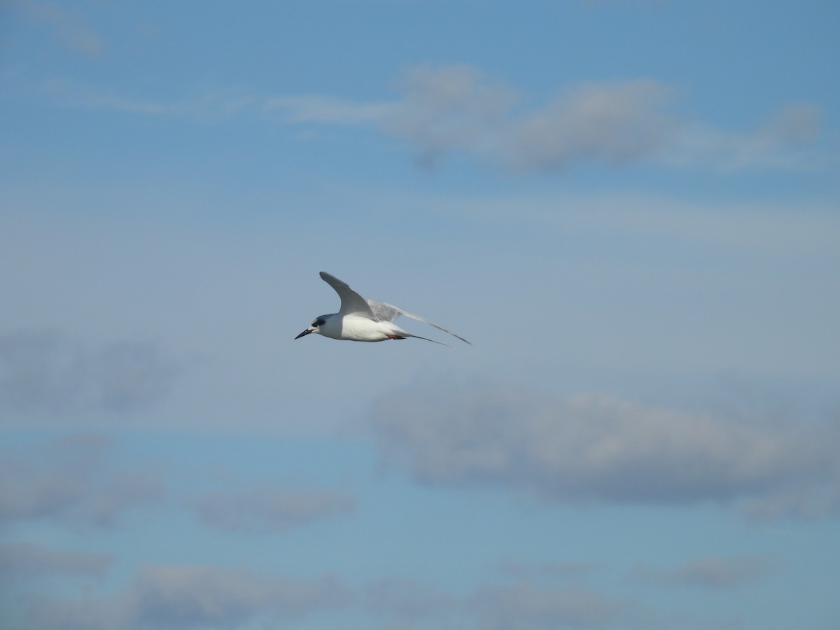 Forster's Tern - ML646027681