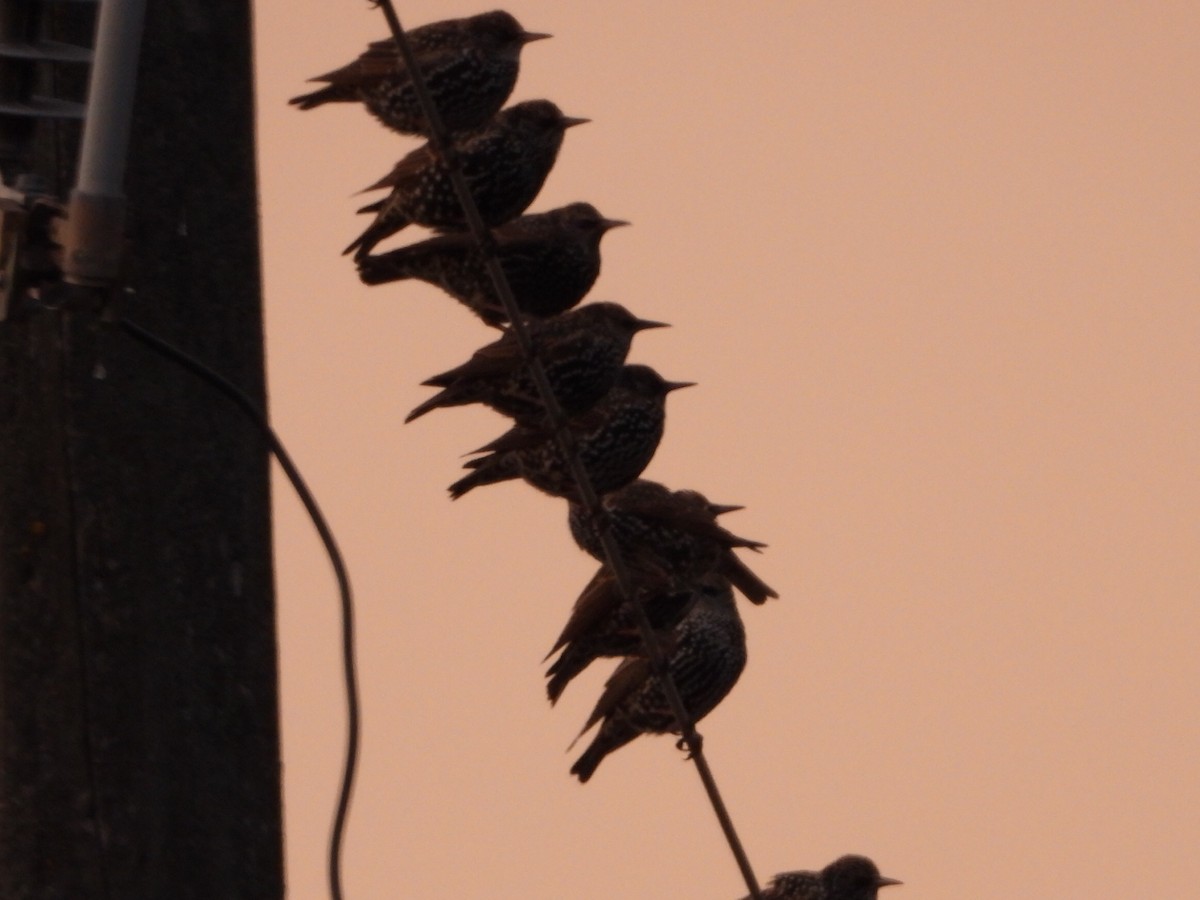 European Starling - ML646027686