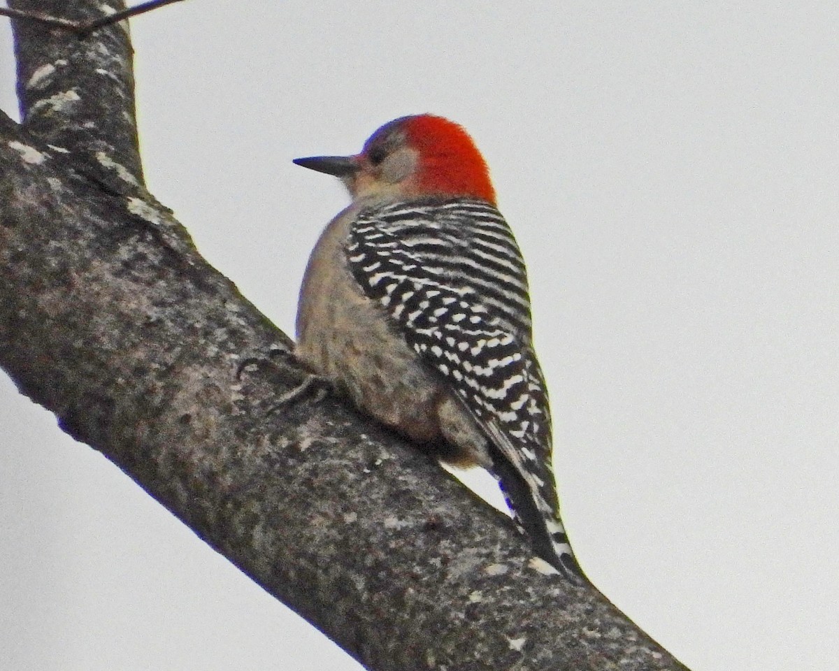 Carpintero de Carolina - ML646027695