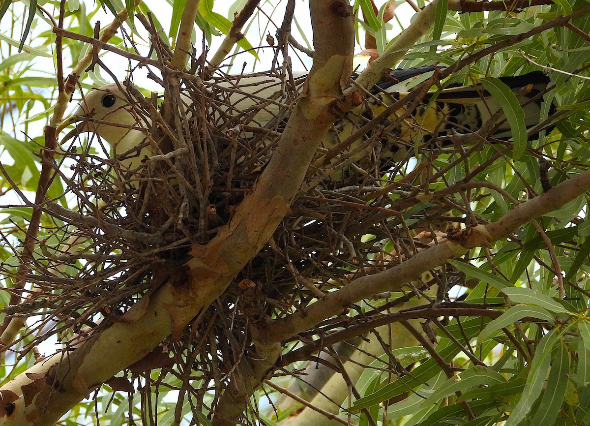 Torresian Imperial-Pigeon - ML646027701