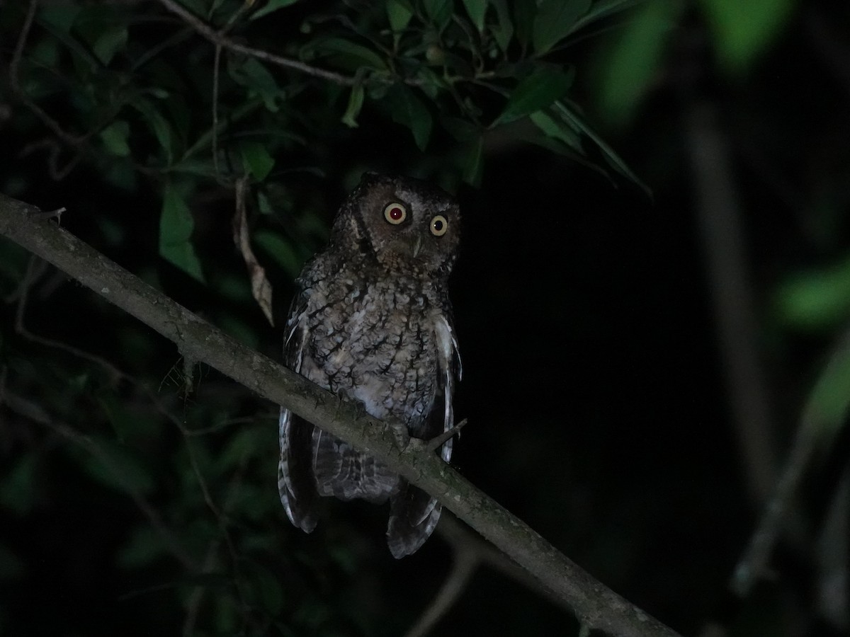 Montane Forest Screech-Owl - ML646027702