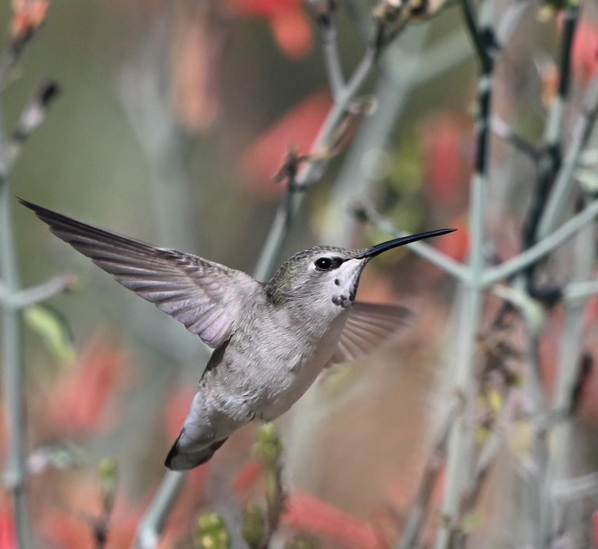 Costa's Hummingbird - ML646027703