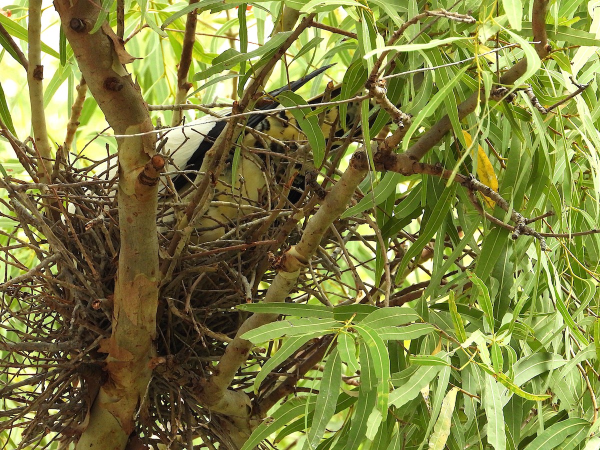 Torresian Imperial-Pigeon - ML646027704