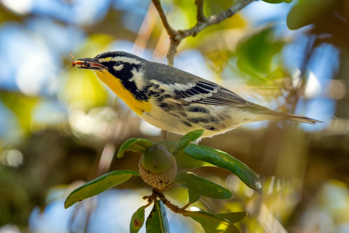 Goldkehl-Waldsänger - ML646027709