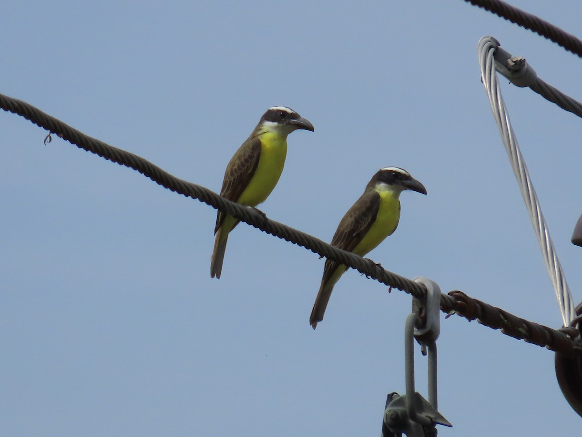 Boat-billed Flycatcher - ML646027711