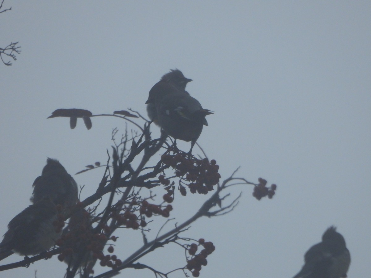 Ampelis Europeo - ML646027713