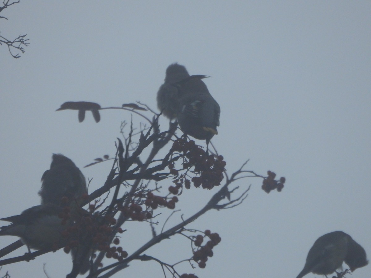 Ampelis Europeo - ML646027714