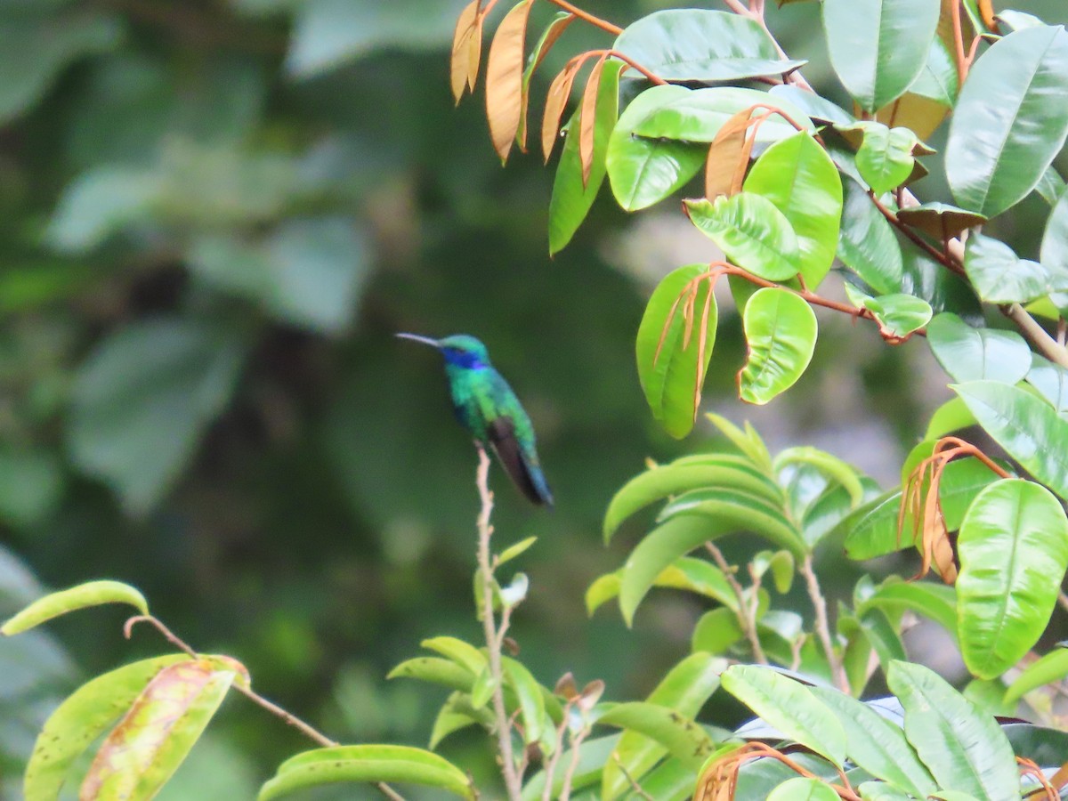 Колібрі синьочеревий - ML646027715