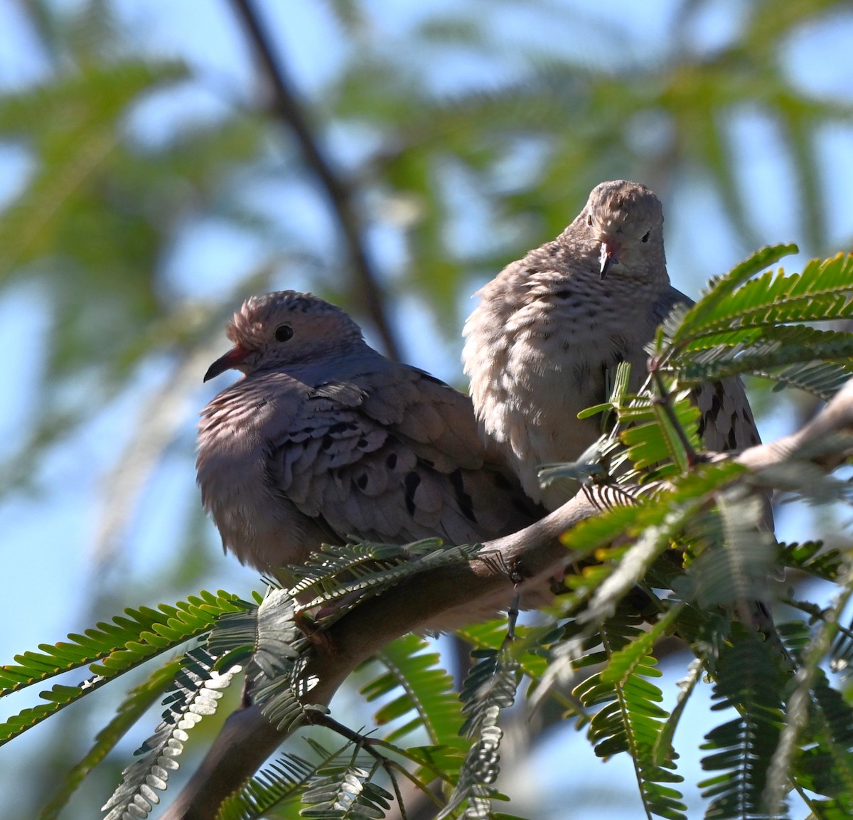 Common Ground Dove - ML646027716