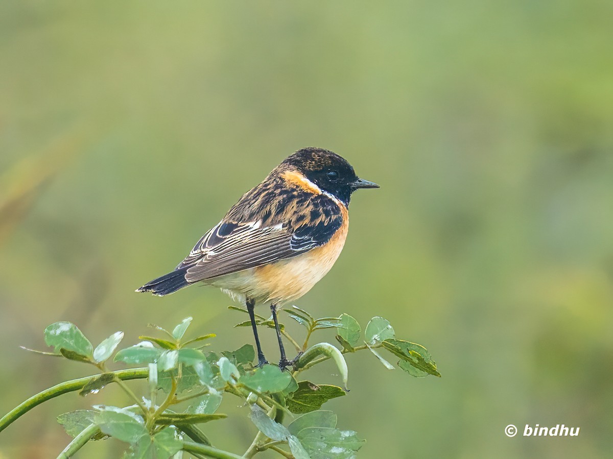 Tarabilla Siberiana - ML646027717