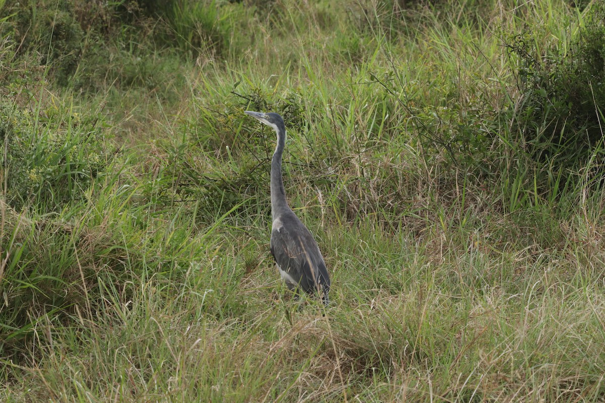 Garza Cabecinegra - ML646027718