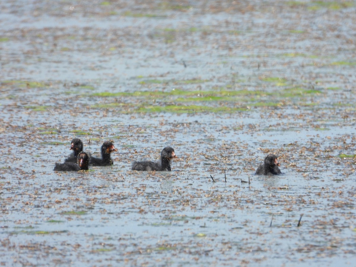 Focha Aliblanca - ML646027719