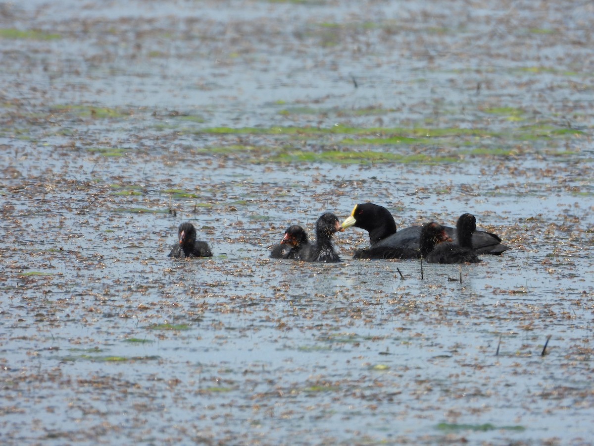 Focha Aliblanca - ML646027720