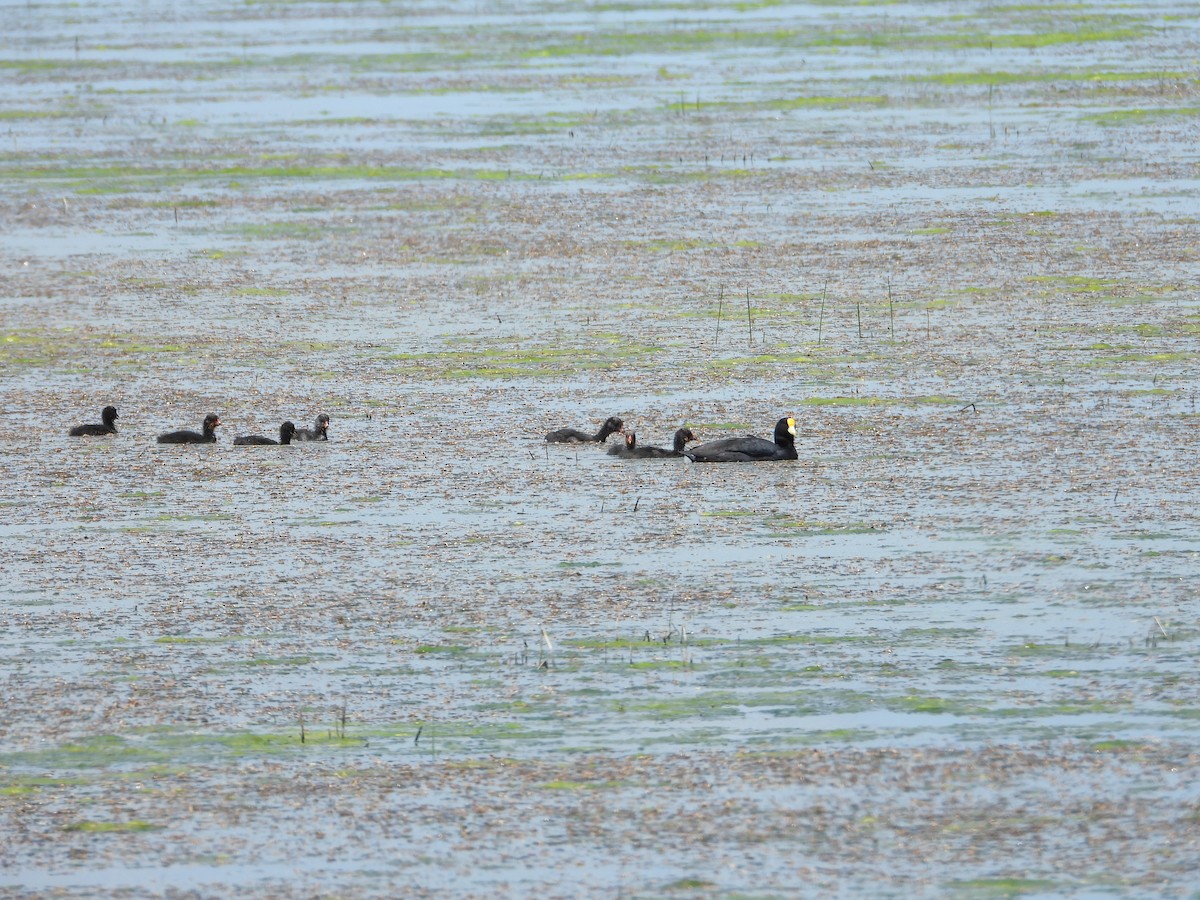 Focha Aliblanca - ML646027721