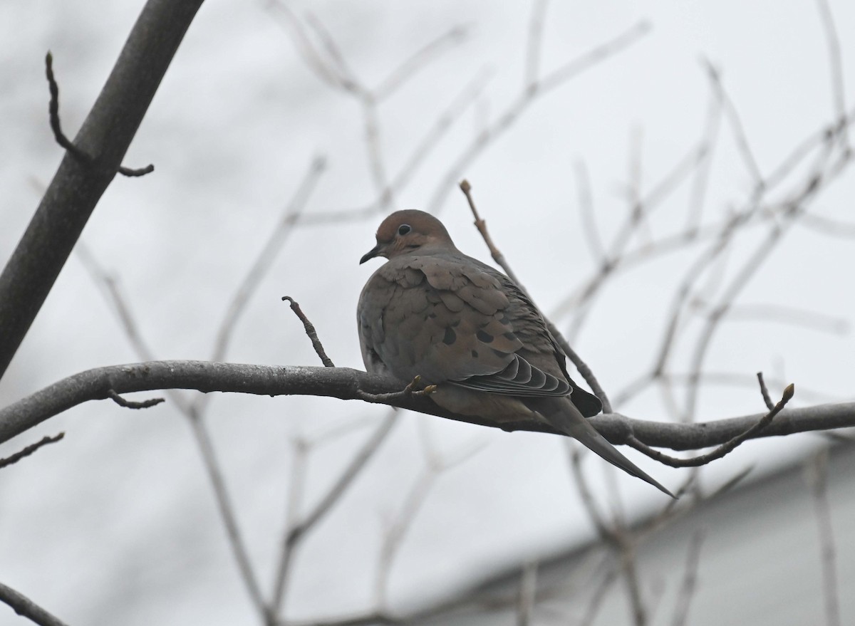 Mourning Dove - ML646027722