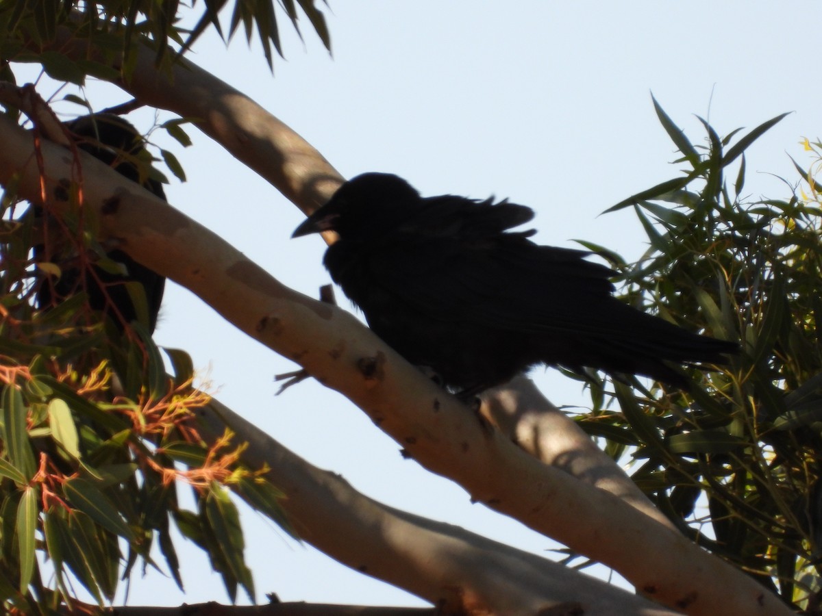 Cuervo de Bennett - ML646027723