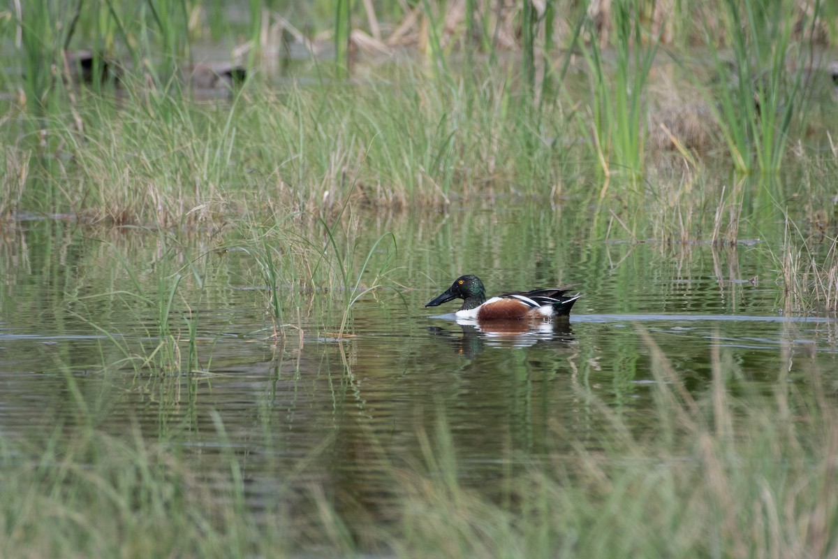 Cuchara Común - ML646027724