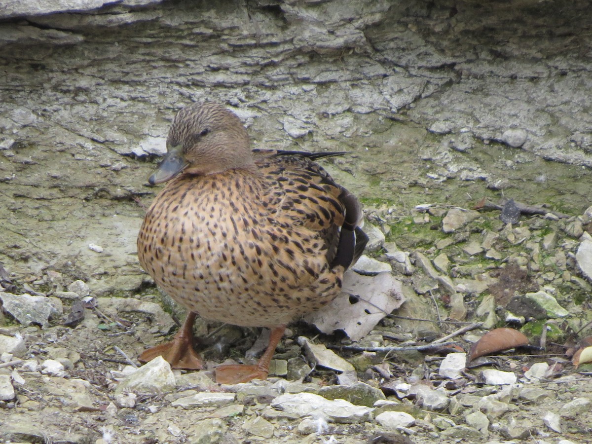 Porrón Bola - ML646027726