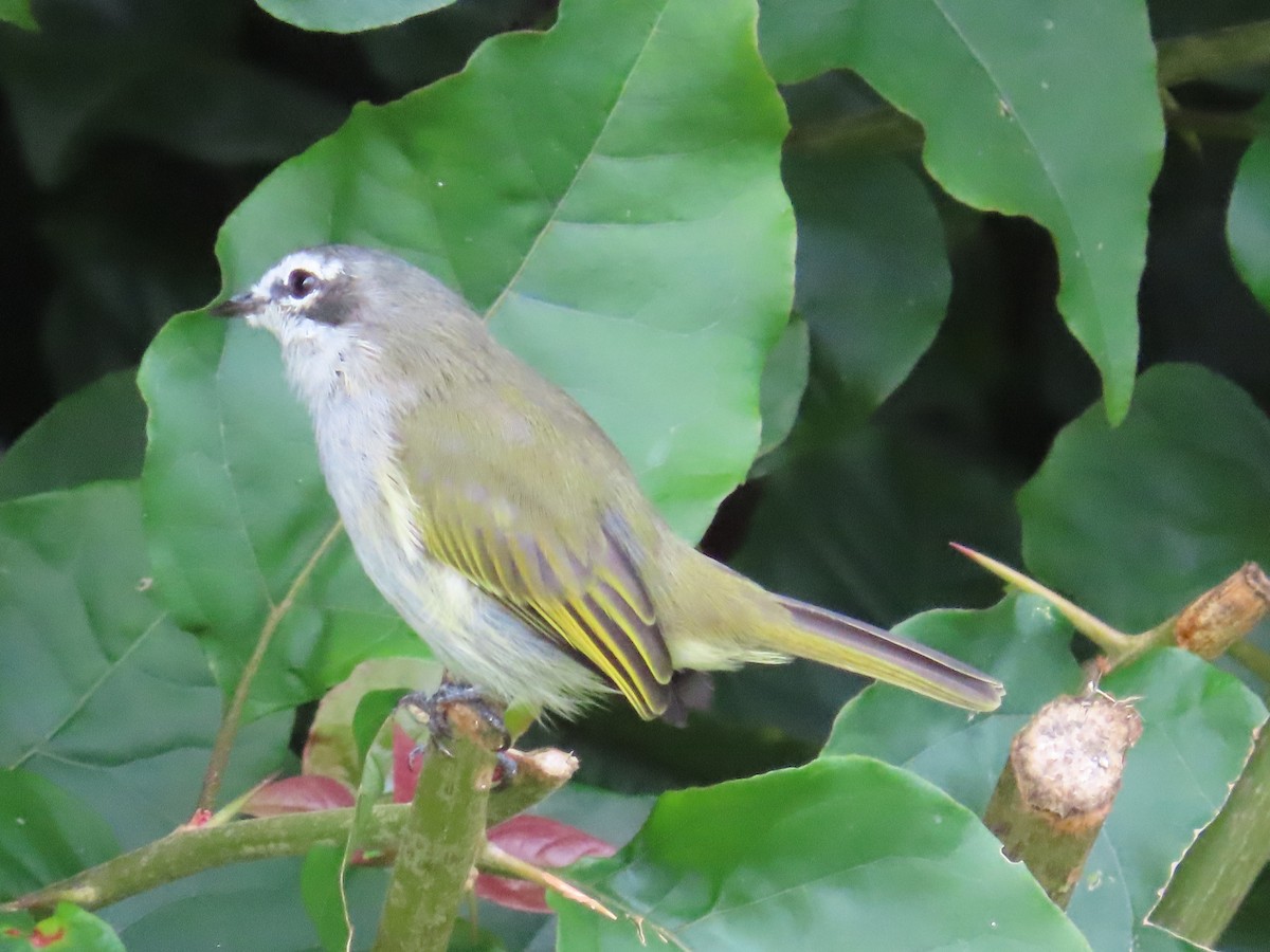 Mosquerito Venezolano - ML646027727