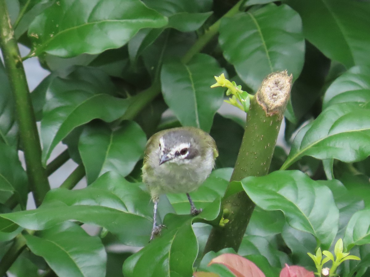 Mosquerito Venezolano - ML646027728