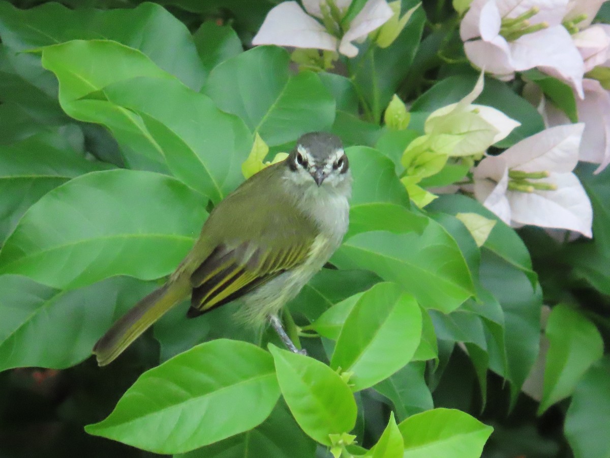 Mosquerito Venezolano - ML646027729