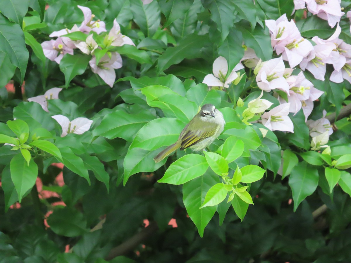 Mosquerito Venezolano - ML646027730