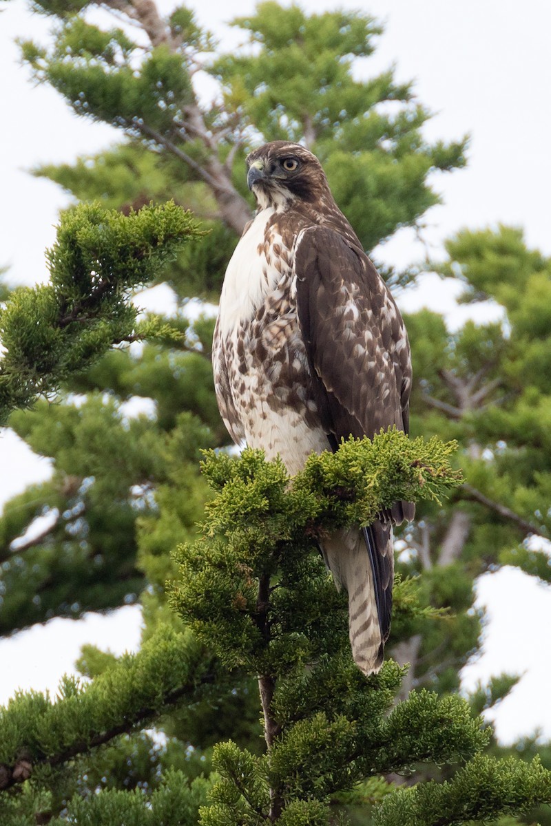Busardo Colirrojo - ML646027731