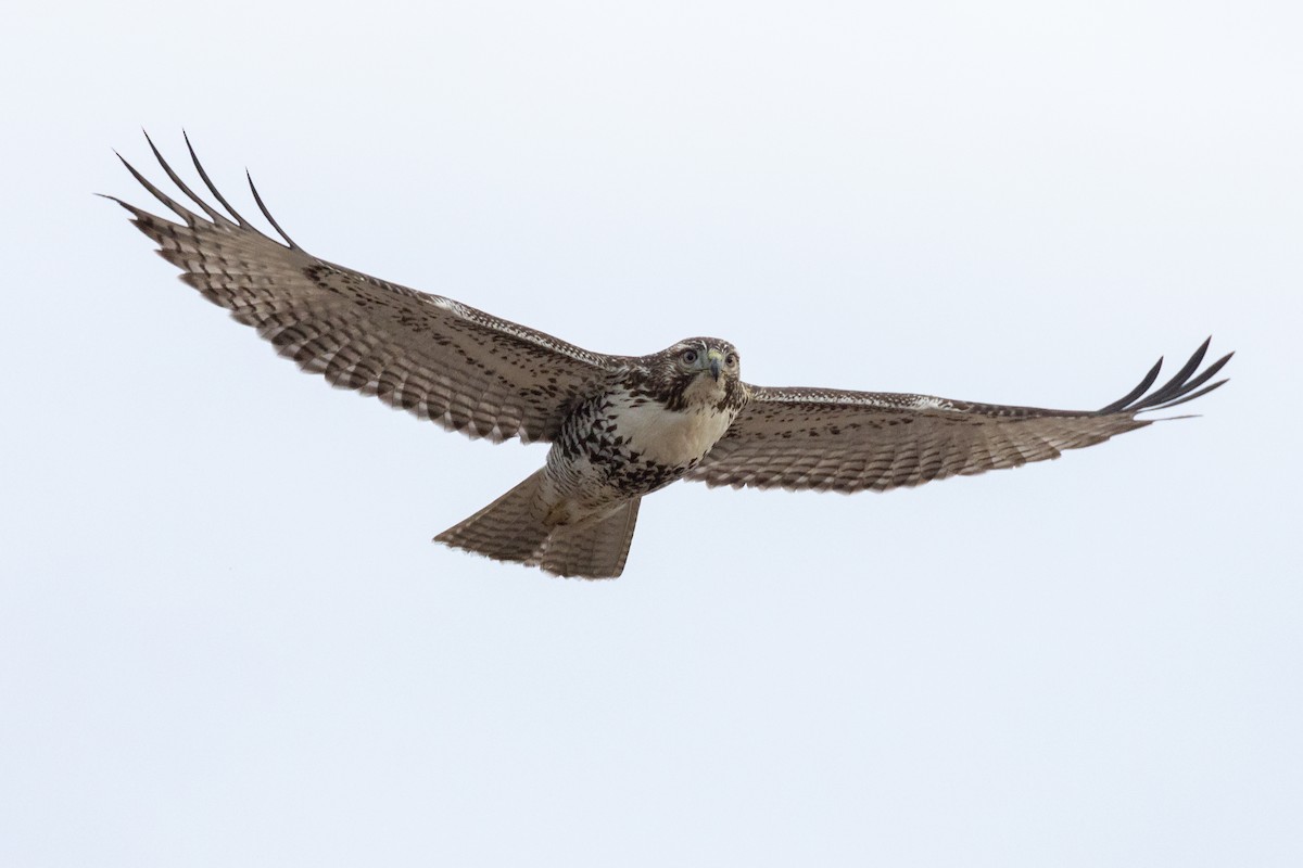 Busardo Colirrojo - ML646027732