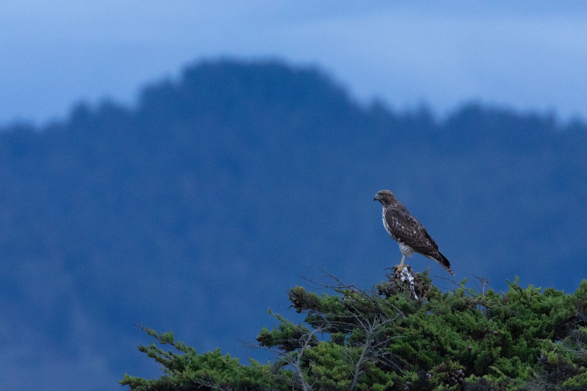 Busardo Colirrojo - ML646027733