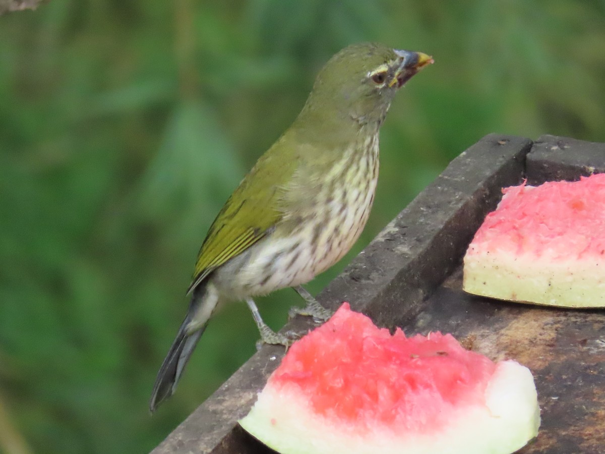 Pepitero Listado - ML646027735