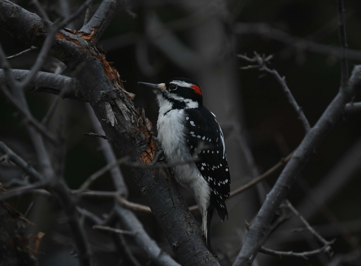 Pico Velloso - ML646027736