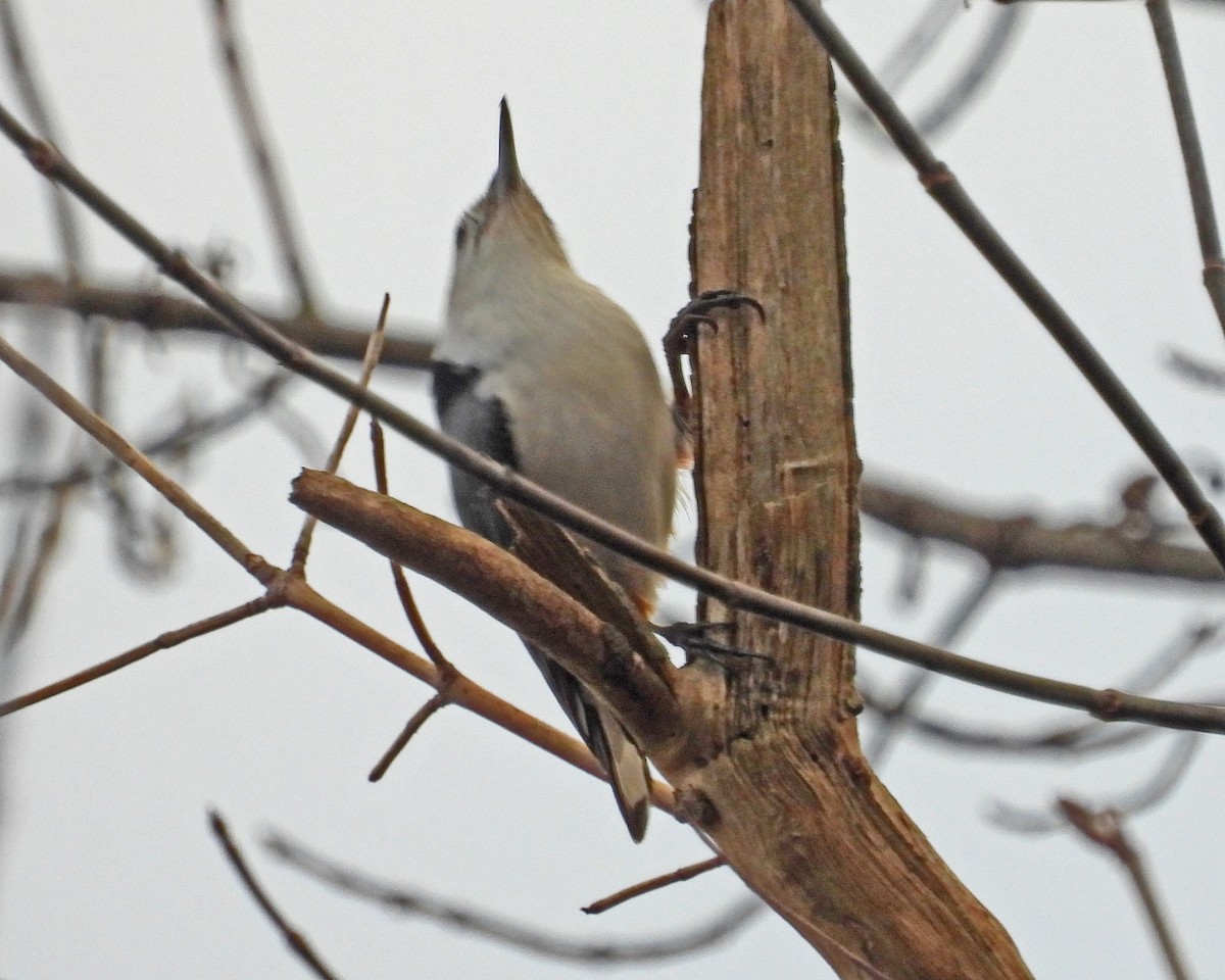 Sittelle à poitrine blanche - ML646027737