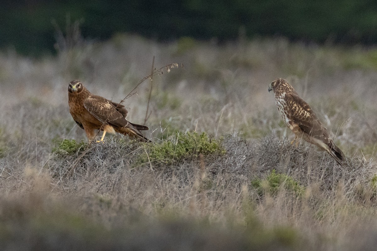 Aguilucho de Hudson - ML646027738