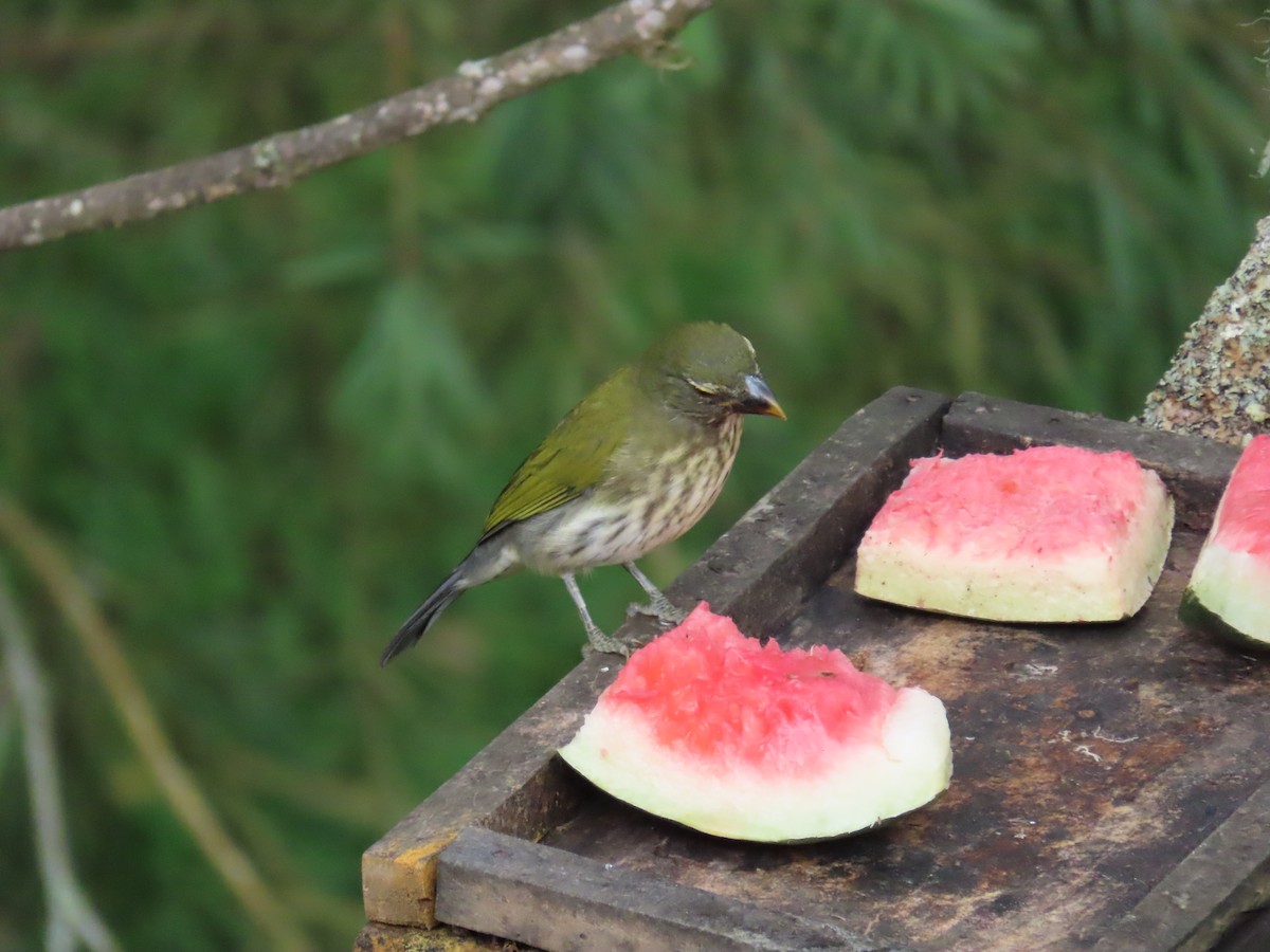 Pepitero Listado - ML646027739