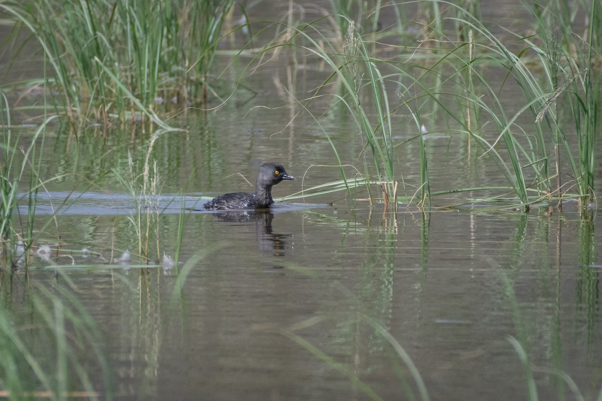 Zampullín Macacito - ML646027741