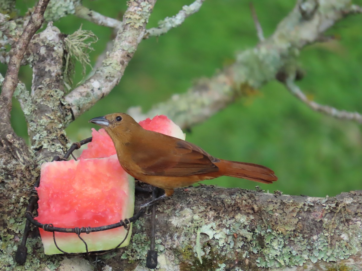 Tangara Negra - ML646027742