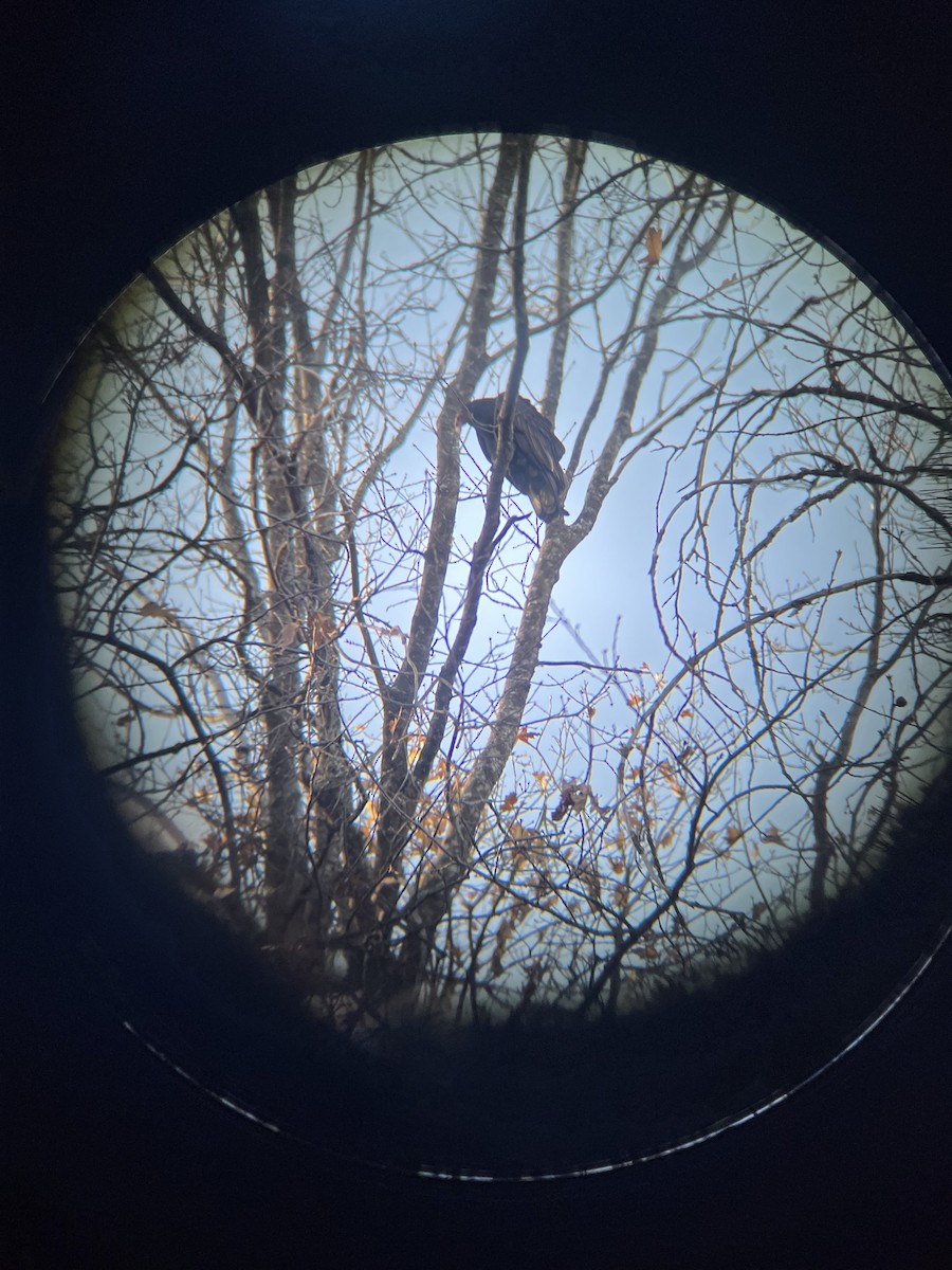 Aura Gallipavo - ML646027743